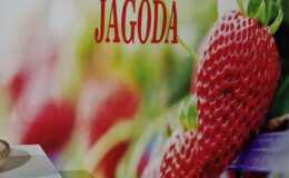 Uspješno održan Dan vrgoračkih jagoda