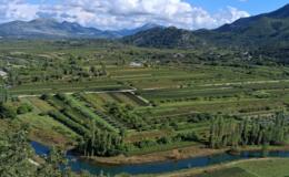 Zajednička inicijativa za zaštitu domaćih vinogradara: Ministarstvo izvijestilo o pojačanim kontrolama prometa grožđa